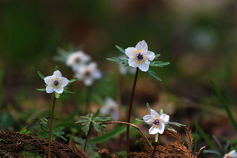 1593 春ごとに 花のさかりは ありなめど ・・・ : 万葉歳時記 一日一葉