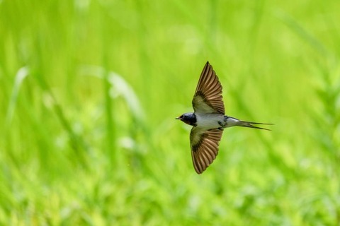250404_燕飛びくる春の山畑