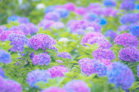 250618_あじさいはあわれほのあかく移りゆく