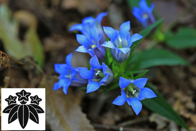 2242 わがやどの花ふみしだくとりうたむ 他一首 万葉歳時記 一日一葉
