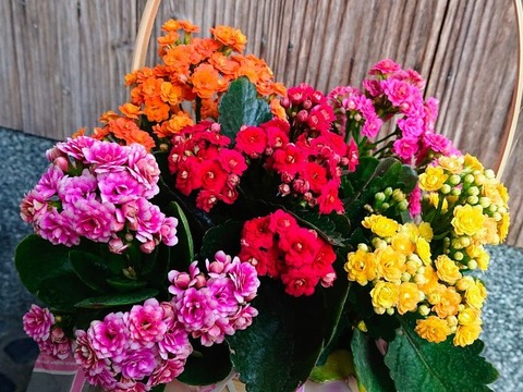 260123_厚葉もて寒に耐えぬるカランコエ