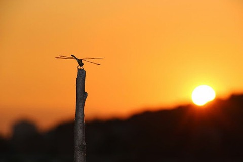 250930_雨降れば暮るる速さよ九月尽