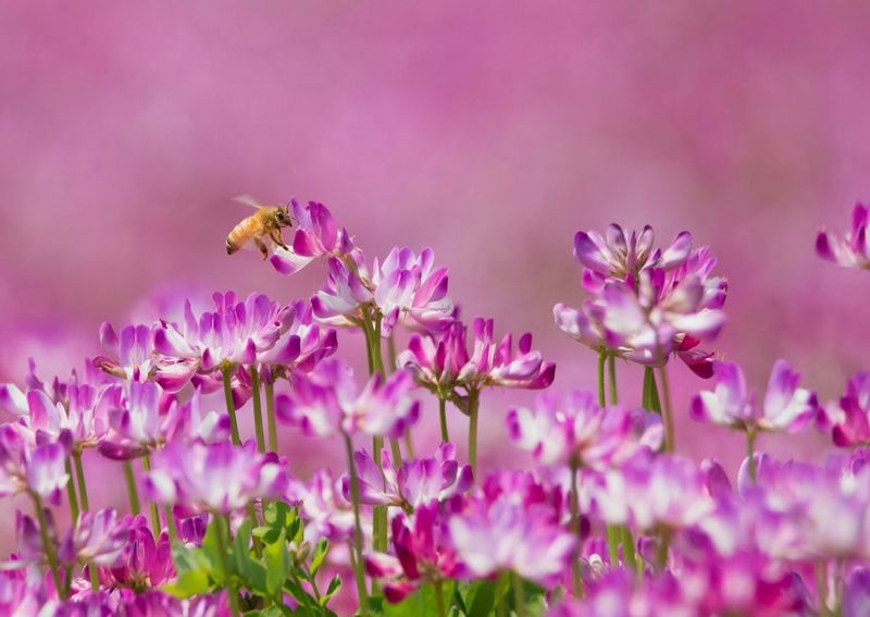 3474 夕日さすげんげの色にかへるべき 他一首と俳句 万葉歳時記 一日一葉