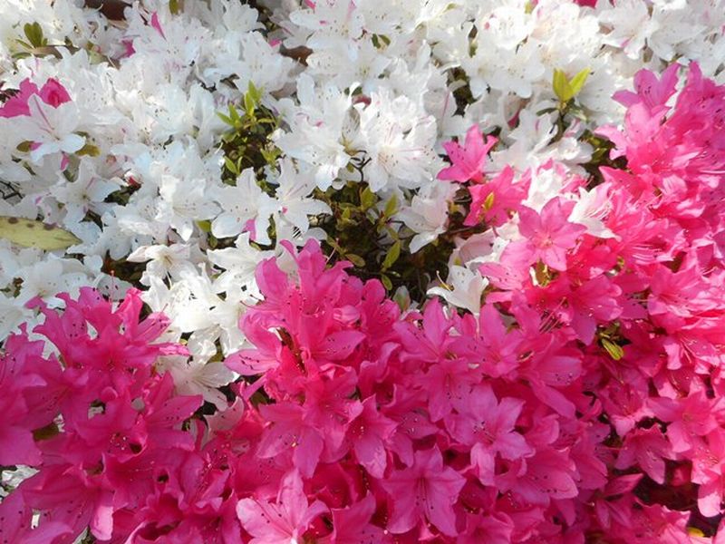 1300 岩つつじ 折りもてぞ見る 背子が着し 他一首と俳句 万葉歳時記 一日一葉