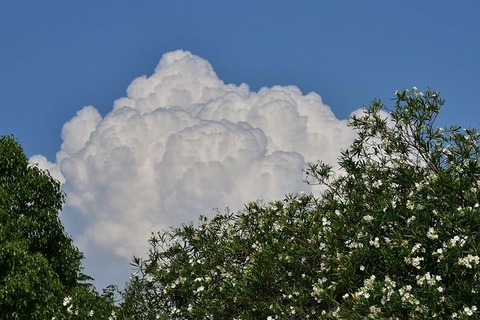 250722_葉の細みそよぐ梢のさみしさよ