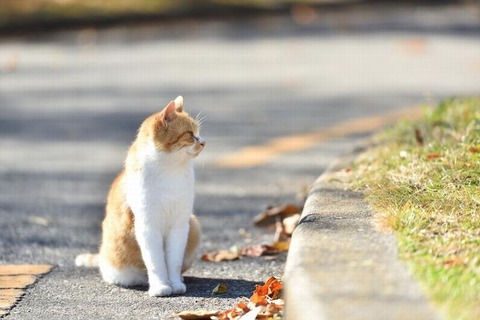 251121_小春日和紅葉の染めし庭はたゞ