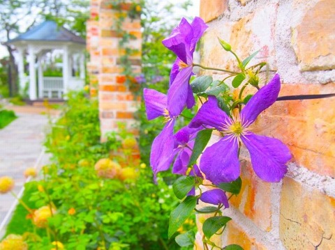 250419_ブロックの塀の上までのびいでて