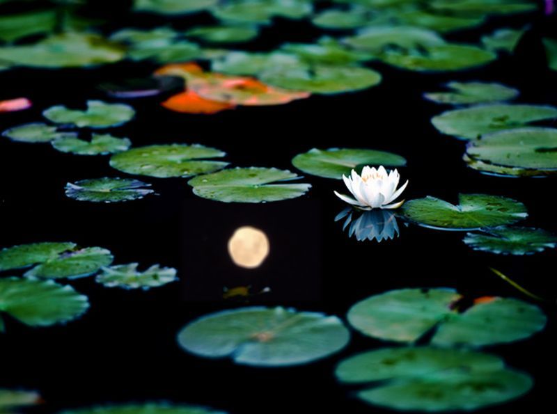 644 小夜ふけて 蓮の浮葉の 露のうへに 万葉歳時記 一日一葉