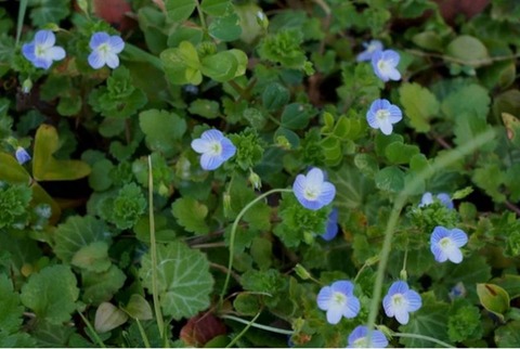 いぬのふぐり cc5ff710-s.jpg