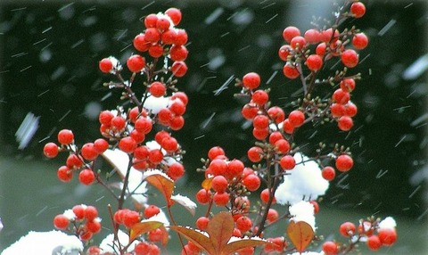 251122_小雪や実の紅の葉におよび