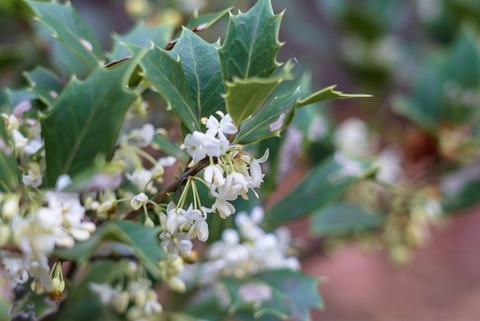 251221_柊の花一本の香かな