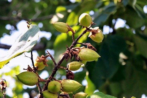 250723_花ふかむ桐の木群のとのぐもり
