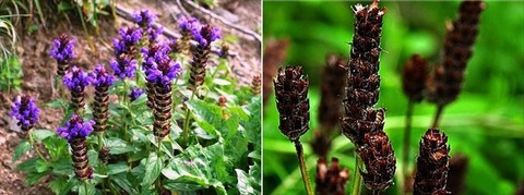 251223_なつかしき春の形見かうつぼ草