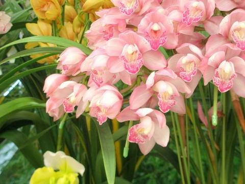 260129_シンビジューム置きたる書斎リルケ読む