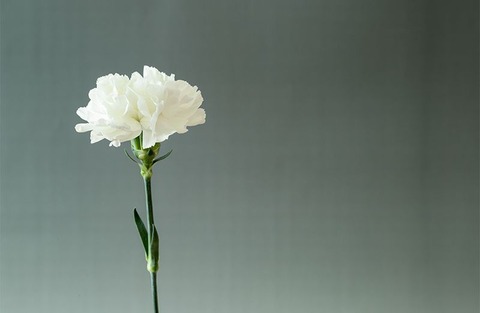 250512_子は白きカーネーシヨンか手を離れ
