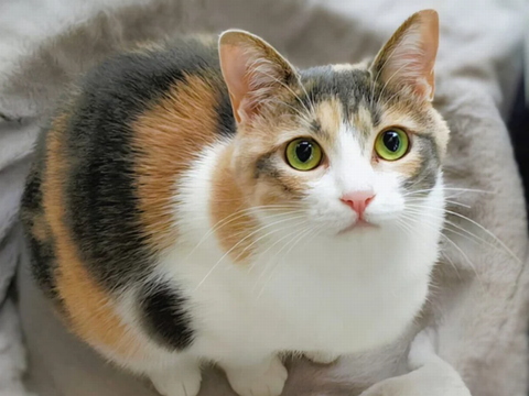 260325_三毛猫が春の小道を横切って