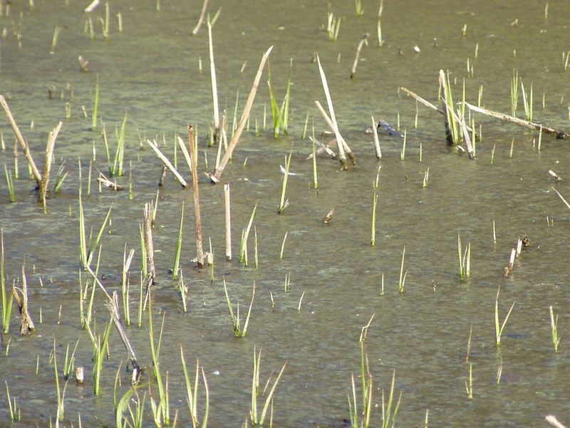 3119 花ぐはし葦垣越しにただ一目 他俳句 万葉歳時記 一日一葉