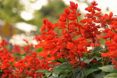 250714_サルビアにおもふダンテの煉獄編