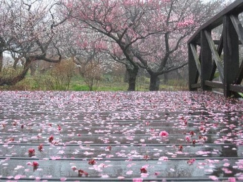 #3810 梅の花散らす春雨いたく降る旅にや君が廬せるらむ : 万葉歳時記 一日一葉