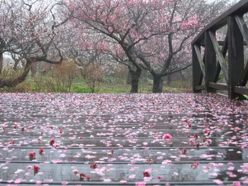 #3810 梅の花散らす春雨いたく降る旅にや君が廬せるらむ : 万葉歳時記 一日一葉