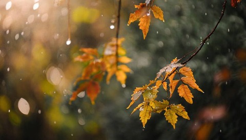 251028_秋の雨に濡れつつ居ればいやしけど