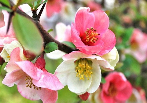 251206_その愚には及ぶべからず木瓜の花