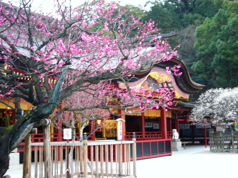 1214 東風ふかば 匂ひおこせよ 梅の花 万葉歳時記 一日一葉