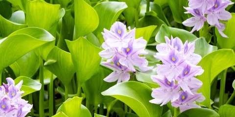 250826_水牛の分けゆく布袋葵かな