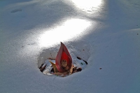 260221_ほの暗き苞のうちなる座禅草の