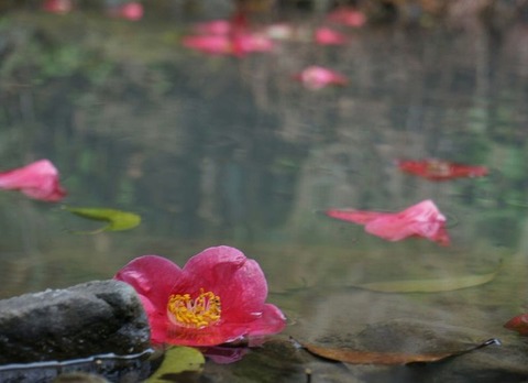 260113_玉椿落て浮けり水の上