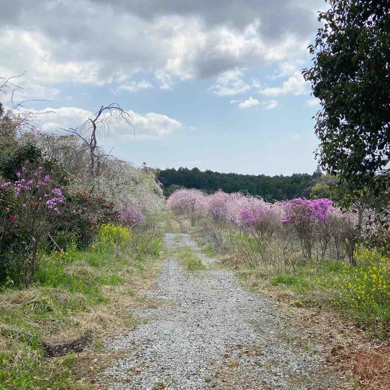 なう 桜の庭で春キャンプ サイがゆく オトナの外遊び 見た目重視で夫婦キャンプと山登り なう 桜の庭で春キャンプ サイがゆく オトナの外遊び 見た目重視で夫婦キャンプと山登り