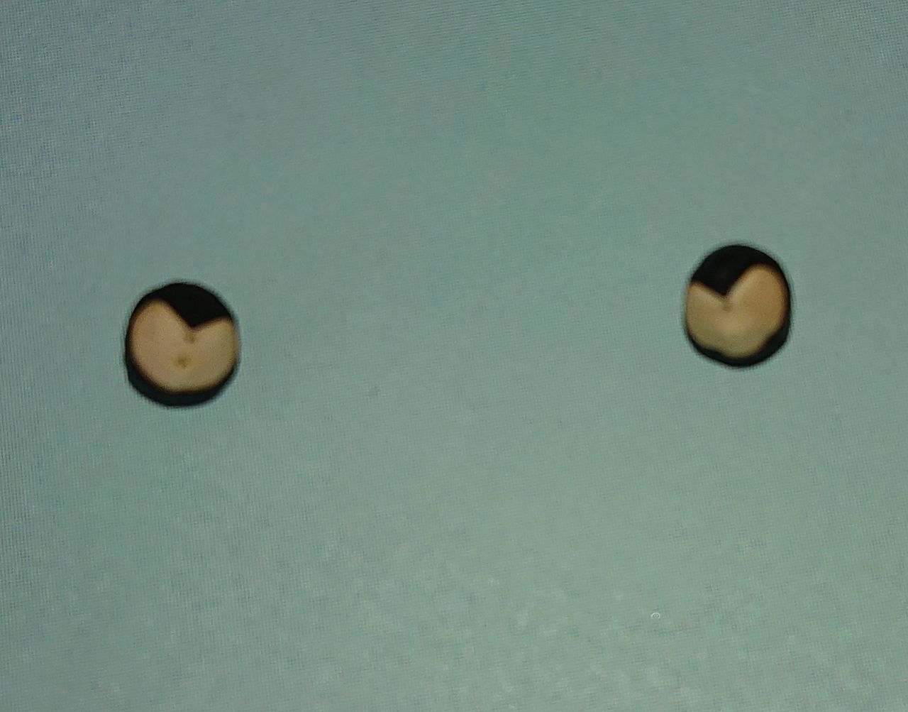 地道な努力 郡山支部 みちのく 霊波之光 Rhk