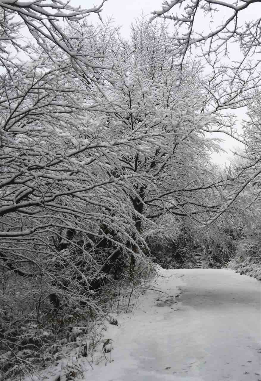 感謝を探して 新潟支所 礼拝所 しろがね 霊波之光 Rhk