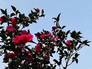 1BF274AF-A20F-4745-BB0A-9FF1F4DB6779