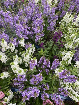 5B48A0D7-B68F-4A46-8D1A-937D874FAB75