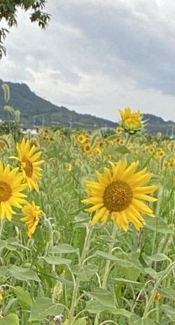 5A077624-47EA-4F39-9C9B-45A9F152153E