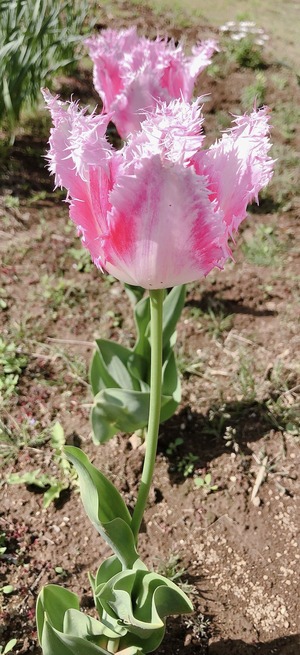 DE38294B-BB01-40F5-A9A0-093F4E0B4734