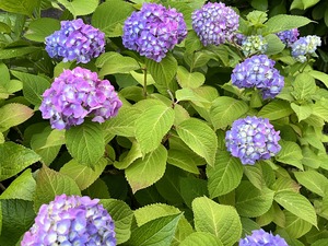 90FBA308-E7A5-4E68-8AA1-6C38580BAA20