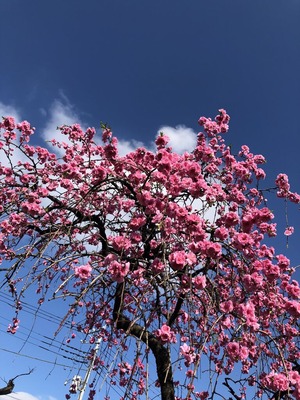 49DDD1C5-5A3F-4312-A7F1-4BAE7FA6B0D2