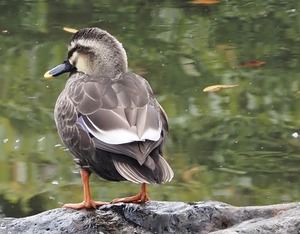 6775B399-24BC-4D1D-BF3B-528289276AB7