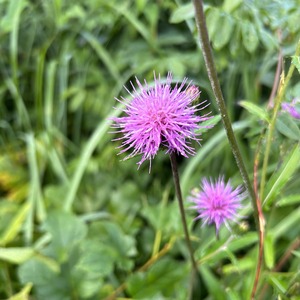 638284D0-A7AD-4B7F-A95E-C23C35CFF9CC