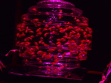 アートアクアリウム2105 7
