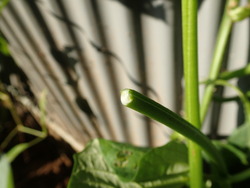 すいおう茎の白い液体