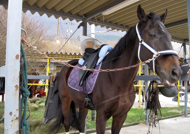 冬の湯布院乗馬クラブにて りりーの徒歩々 冬の湯布院乗馬クラブにて りりーの徒歩々