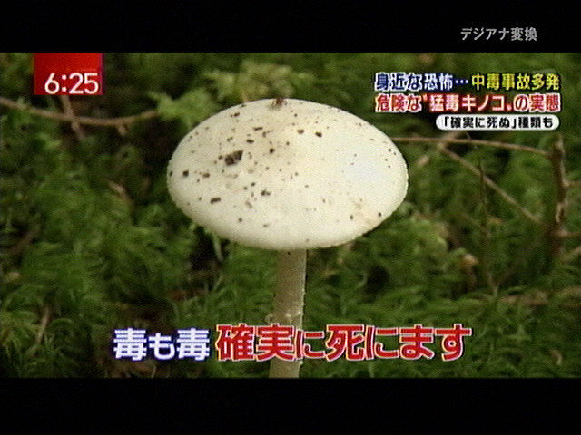 最恐の毒キノコを決めようぜ パルス速報