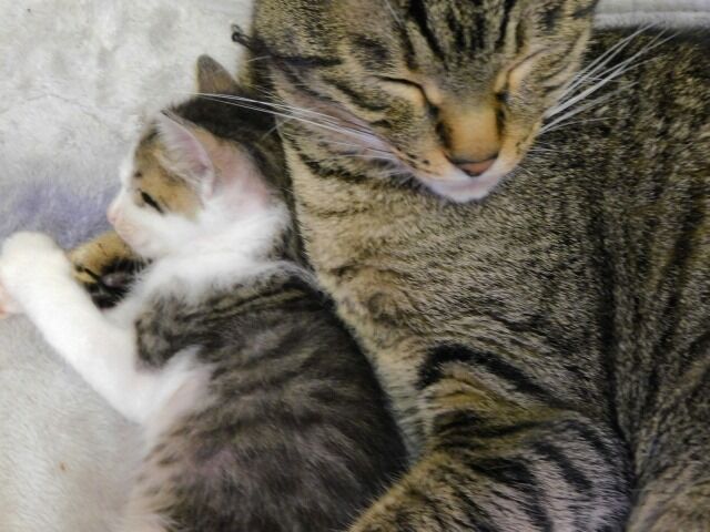 懐かしい写真 チャッピーの腕枕 メンチカンりぼん