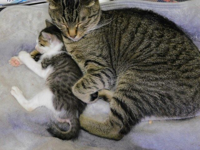 懐かしい写真 チャッピーの腕枕 メンチカンりぼん