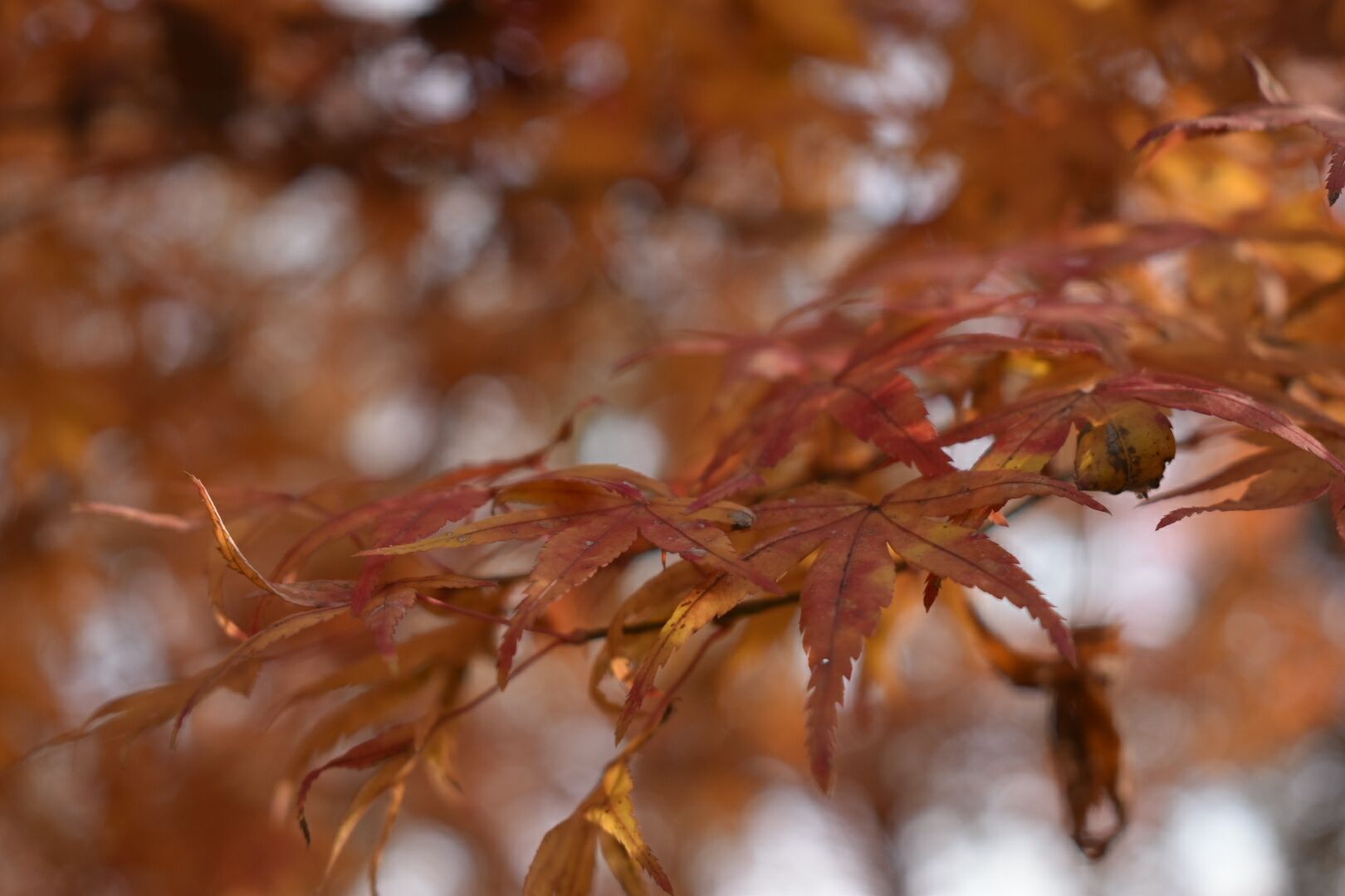 DSC_0290_7