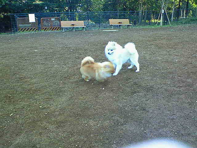 ドッグラン 芦花公園 八幡山 リーズ姫のバラ色の日々