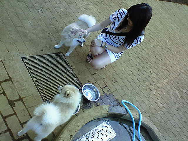 ドッグラン 芦花公園 八幡山 リーズ姫のバラ色の日々